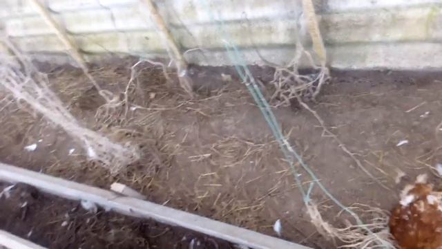 Ласка Убийца! смотреть онлайн