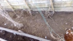 Ласка Убийца!