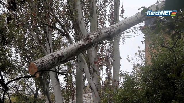 В Керчи упавший тополь заставил искриться провода смотреть онлайн