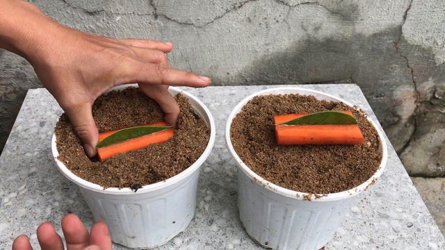 The fastest way to propagate Adenium leaves│Adenium смотреть онлайн