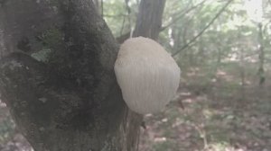 ГЕРИЦИЙ - очень редкий и лечебный гриб! Грибная азбука.