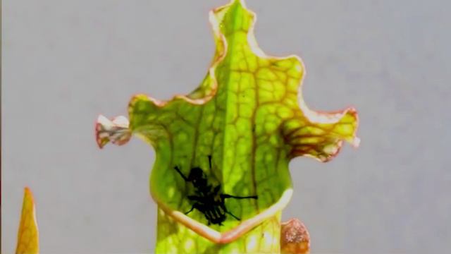 Саррацения смотреть онлайн