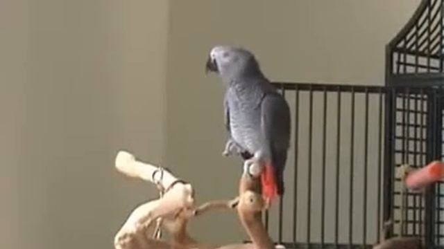 Артистичный попугай. смотреть онлайн