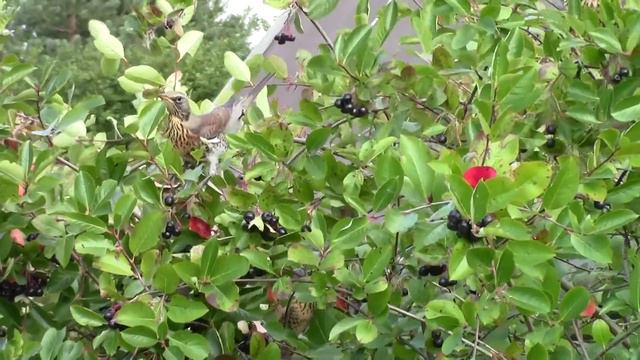 Как дрозды тырят черноплодку. As blackbirds stealing chokeberry. смотреть онлайн
