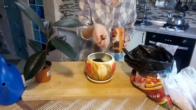 Фикус Робуста - свежий воздух и мудрость! смотреть онлайн