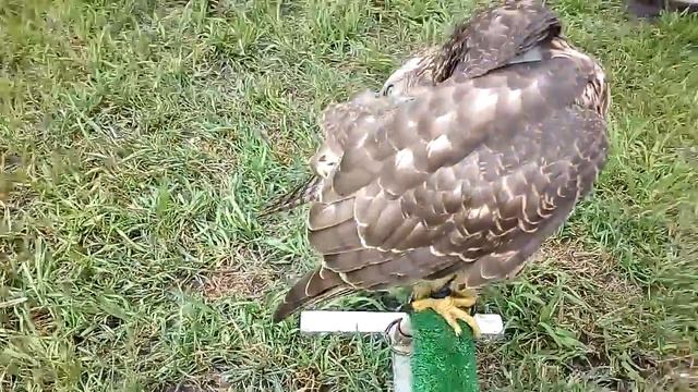 Молодая самка ястреба тетеревятника 28 июня 2015 /young Female Of Goshawk