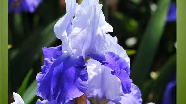 ирисы для Ирины .wmv смотреть онлайн