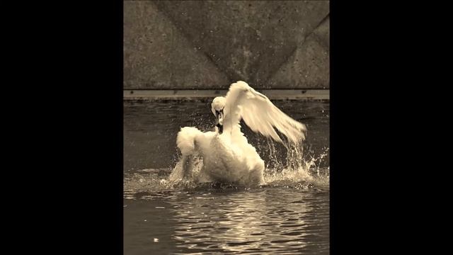 ШАРЛЬ БОДЛЕР "ЛЕБЕДЬ" смотреть онлайн