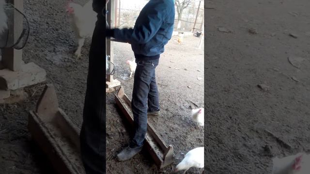 Разделка кролика смотреть онлайн