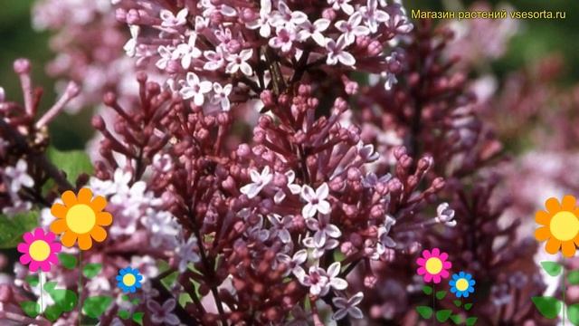 Сирень мейера джозе. Краткий обзор, описание характеристик, где купить саженцы syringa meyeri josee смотреть онлайн