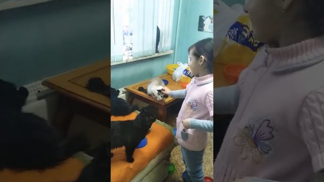 Мурлыки смотреть онлайн