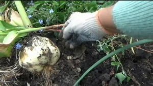 Что важно сделать для цветения рябчиков