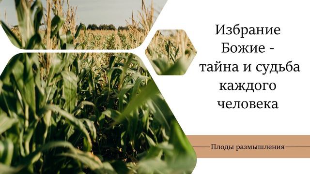 Избрание Божие - тайна и судьба каждого человека - Плоды размышления / Анатолий Унрау смотреть онлайн
