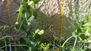 Горох на балконе!