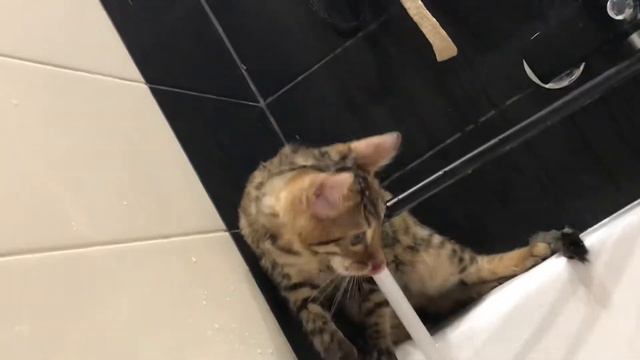 Бенгальский кот играет с водой смотреть онлайн