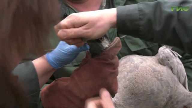 Спасение раненного журавля. На берегу реки Сок самарцы нашли умирающую птицу смотреть онлайн