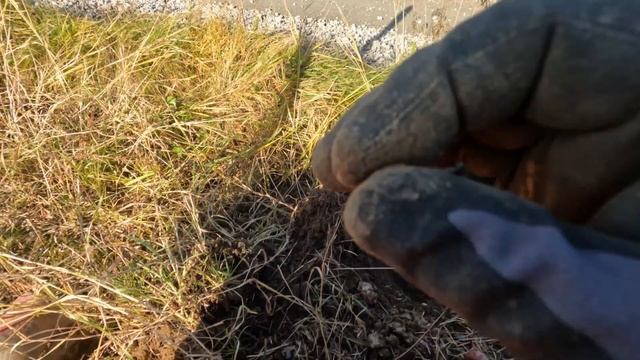 Znalazłem nogę na polu----wykrywacz metali--xp goldmaxx power-simplex-xp MI4 смотреть онлайн