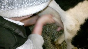 Как МЫ справляемся с ОТЁКОМ вымени после ОТЁЛА коровы