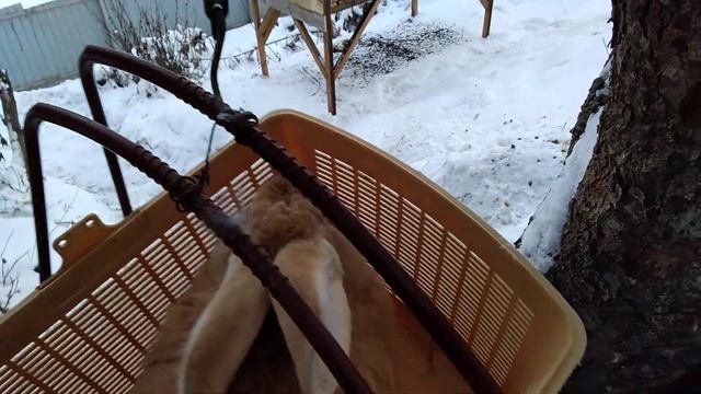 Вес кролика породы немецких ризен в 5 месяца смотреть онлайн