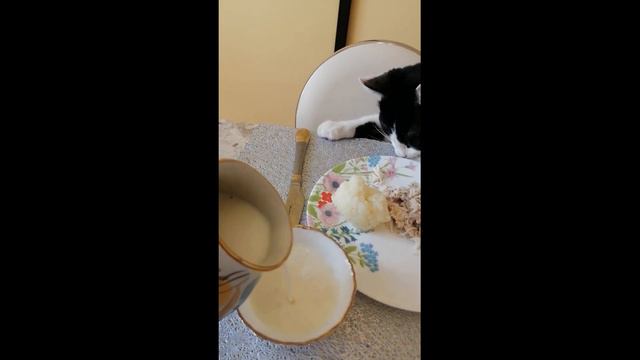 Цветы в саду и смешной котик Отдохни улыбнись смотреть онлайн