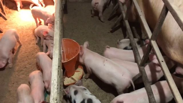 СВИНАРНИК//САРАЙ ДЛЯ СВИНЕЙ І ТІЛЬКИ БЕТОННА ПІДЛОГА