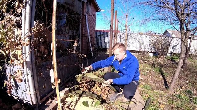 Как укрыть банановую пальму на зиму смотреть онлайн