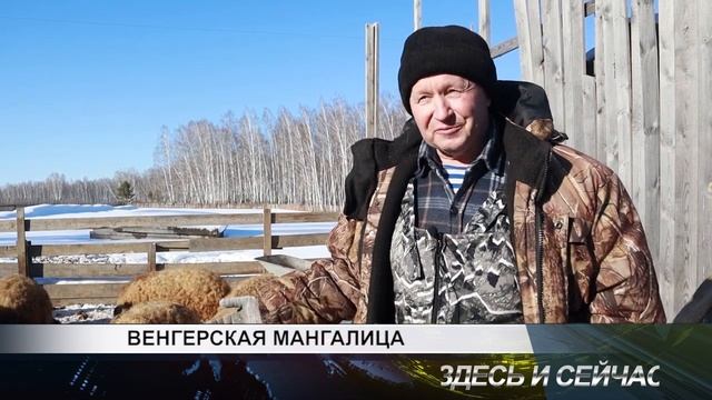 Венгерская мангалица (пушистые поросята) смотреть онлайн