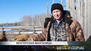 Венгерская мангалица (пушистые поросята)