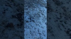 забой жеребёнка ??2021