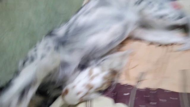 играю со своей собачкой смотреть онлайн