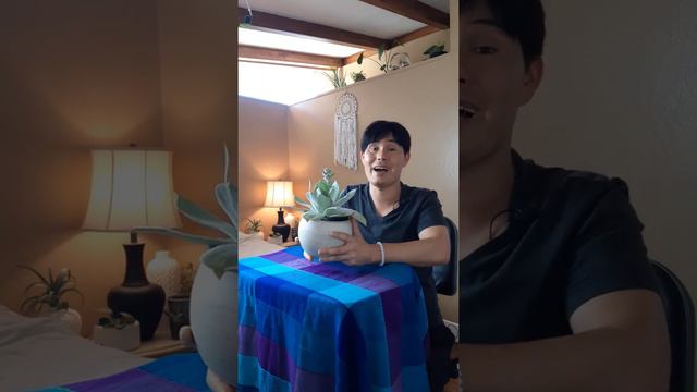 Dudleya pulverulenta - Chalk Liveforever Dudleya care смотреть онлайн