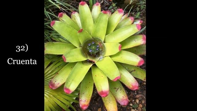 65 BROMELIAD NAMES | NEOREGELIA VARIETIES смотреть онлайн
