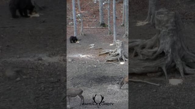 ?охота на бурого медведя в горах смотреть онлайн