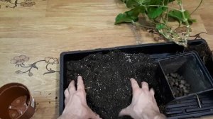 Пересадка вытянутой пеларгонии. Что делаю с покупным растением. Как обрезать пеларгонию