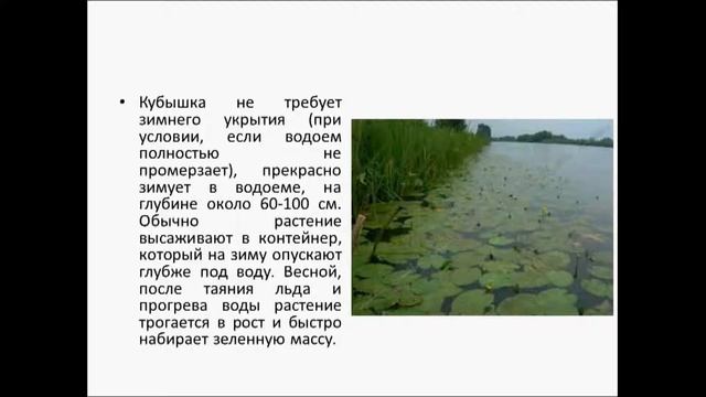 КУБЫШКА смотреть онлайн