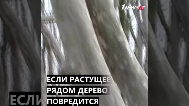 #briefly - Демирагач - железное дерево смотреть онлайн