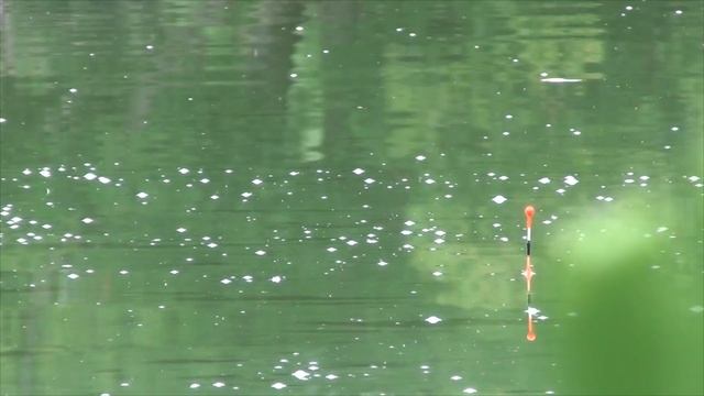 Особенности ловли капризного карася летом - рыбалка на поплавок. Рыбаки окружают... смотреть онлайн