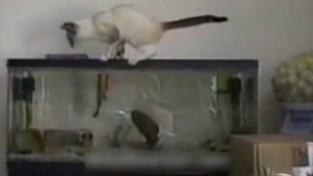 Эти гадкие животные смотреть онлайн