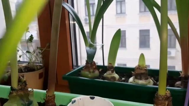 Амариллисы/От покупки до цветения/Часть 2 смотреть онлайн