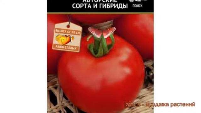 Томат обыкновенный Звезда (zvezda) ? томат Звезда обзор: как сажать семена томата Звезда смотреть онлайн