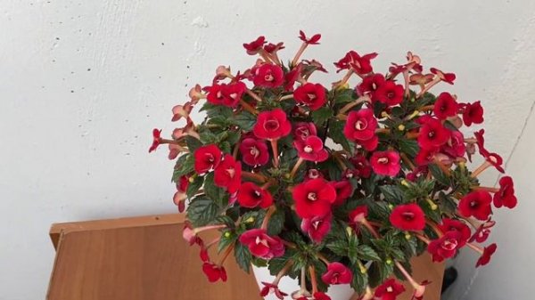 Ахименес Petite Fadette.