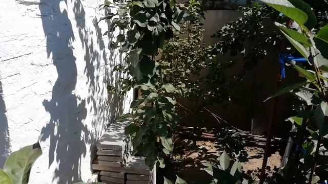 Колоновидные яблони. Формировка колоновидных яблонь трехлеток летом. RinaStars. смотреть онлайн