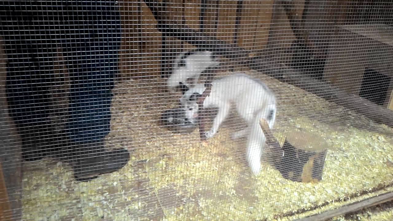 Кормление лисят: смотреть онлайн