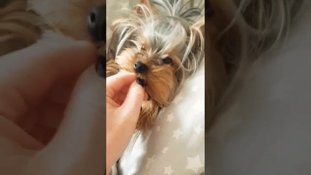 Очень милый Йорк ❤йоркширский терьер 1 год? Матильда Йорк #dog #doglover #puppy