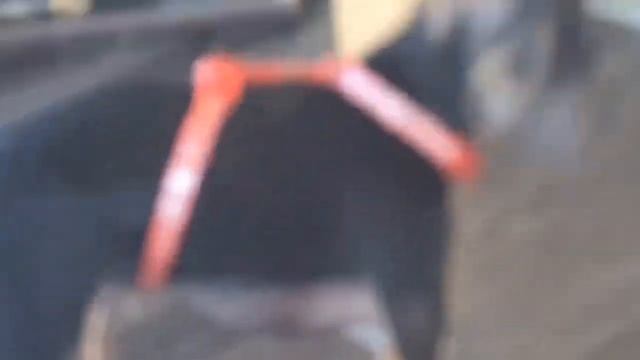 Лавр и его хрустальная лапка. смотреть онлайн