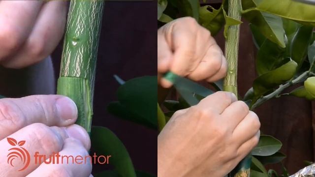 Grafting Citrus Trees with the Patch Bud - Making a Fruit Cocktail Tree смотреть онлайн