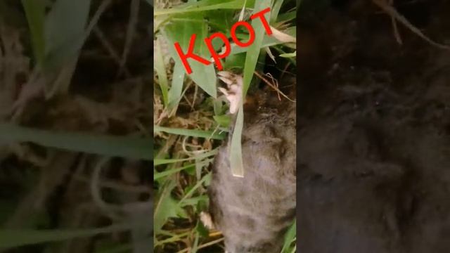 Как выглядит крот. вот. смотреть онлайн