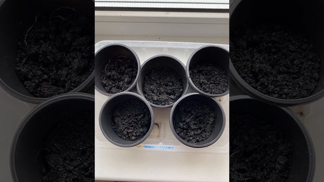 Второй посев огурцы сорт Мадрилен/Мадрилене 16 июня 2023 г. смотреть онлайн