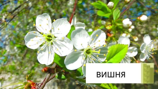 Глушкова Г.В. Летние прогулки. Что за дерево? ч.1 смотреть онлайн