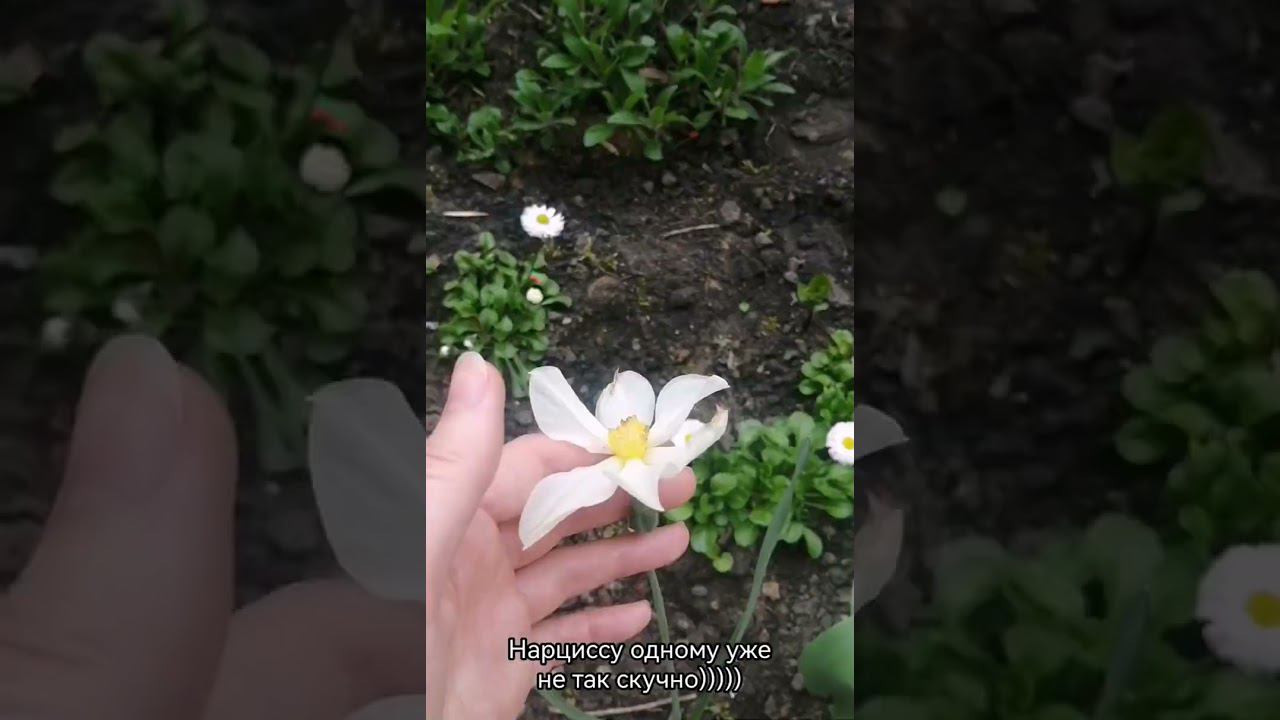 Угадай цветок по его луковице смотреть онлайн